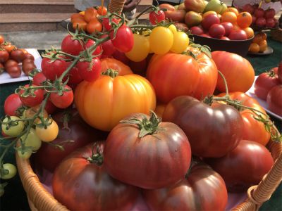 廣西農業科學院蔬菜研究所番茄茄子科研團隊：每年配制上千個組合，每人至少品嘗500斤 | 全國巾幗文明崗