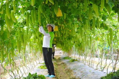 廣西農業科學院蔬菜所黃如葵 | 同行里的“行家里手”，亦是蔬菜界里的“女科學家”